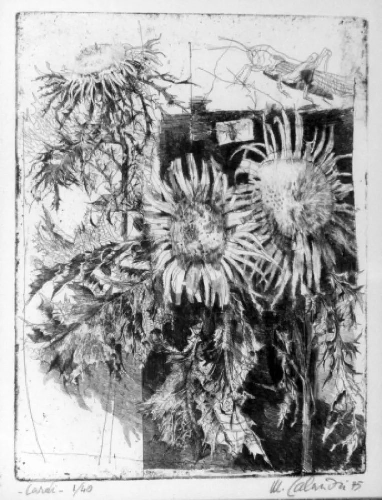 Ets Calandri - Cardi