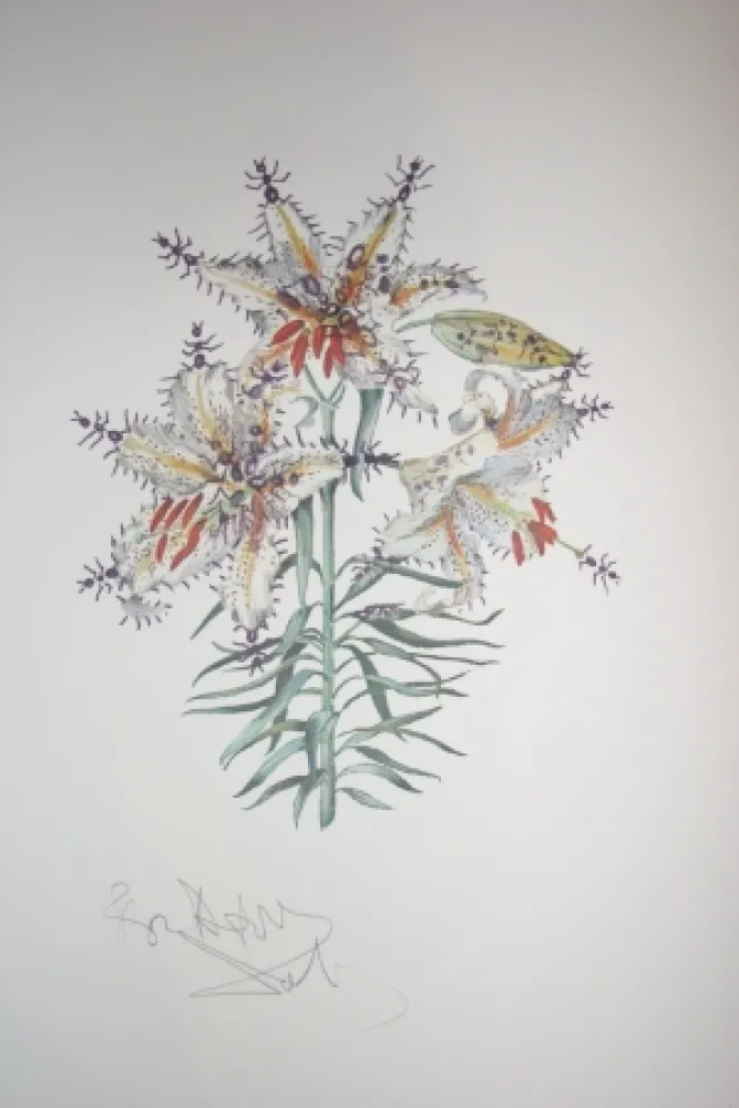 Lithografie Dali - Erotic Lily (surrealistic flowers)