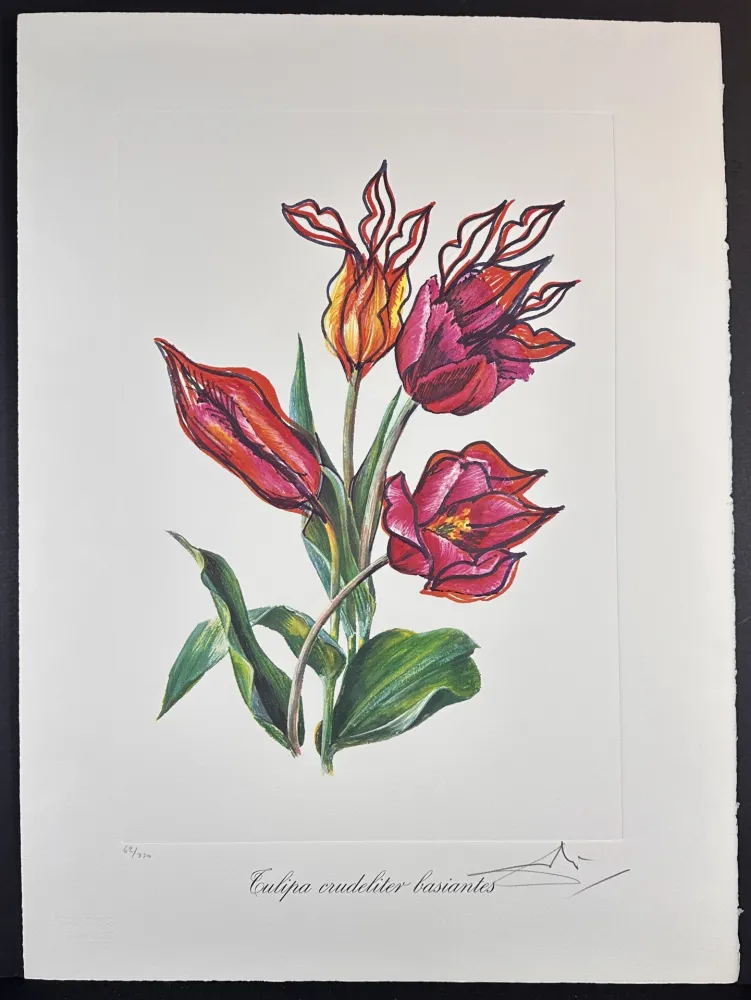 Gravure Dali - Florals Kissing Tulips