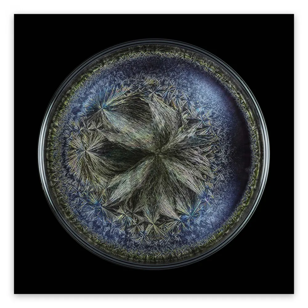 Fotografie Janiak - Morphogenetic field - Beluga Caviar