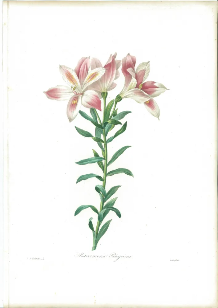 Ets Redouté - Alstroemeria Pelegrina