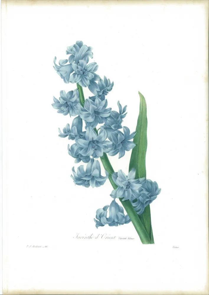 Ets Redouté - Jacinthe d'orient (variété bleue)