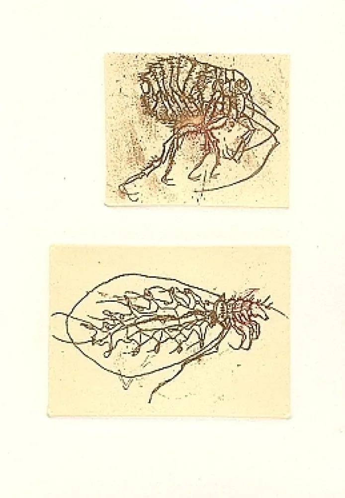 Geïllustreerd Boek Saroni - Insettario