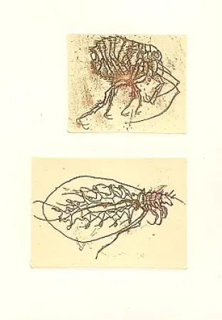 Geïllustreerd Boek Saroni - Insettario