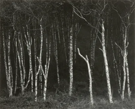 Fotografie Adams - Alders, Prairie Creek Beach, Northern California, um 1949.