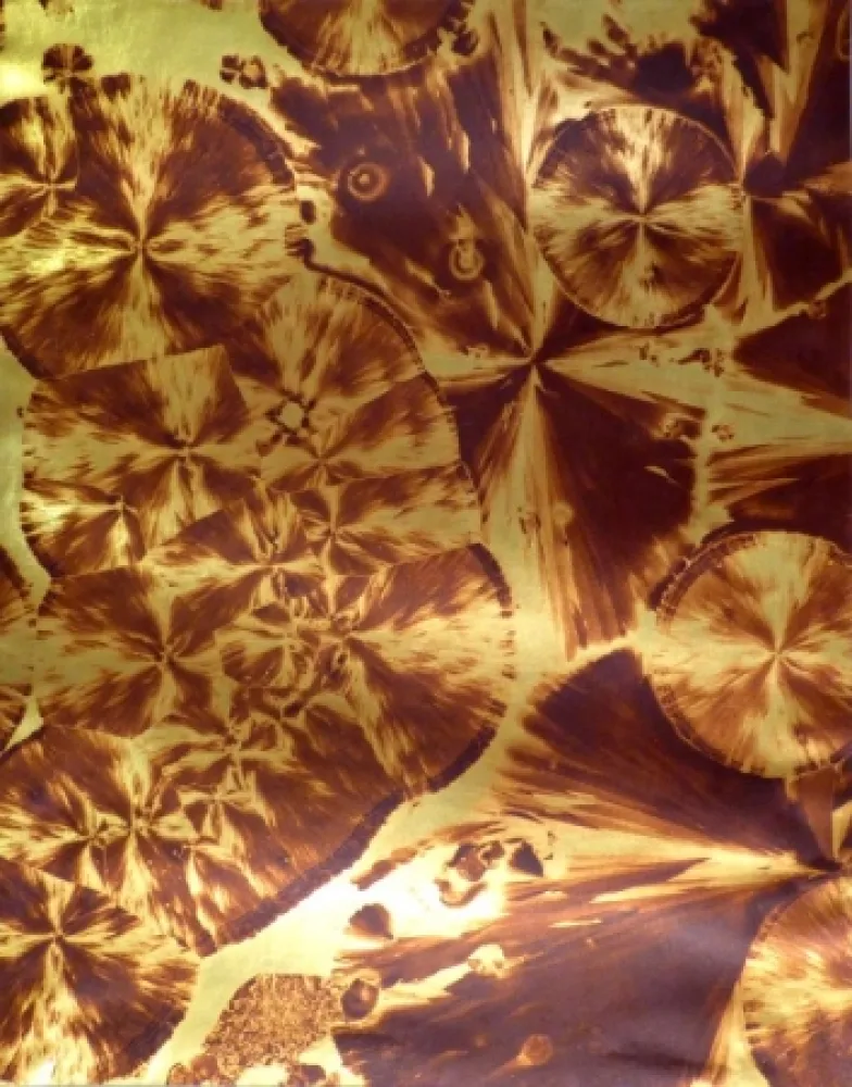 Fotografie Albin Guillot - Micrographie décorative