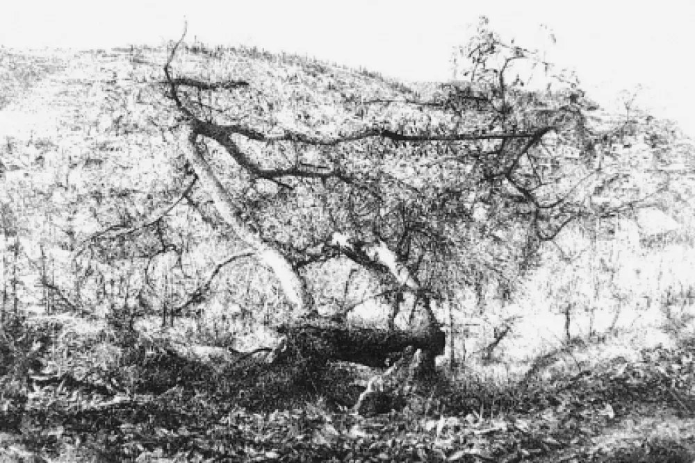 Ets Barbisan - Il castagno morto