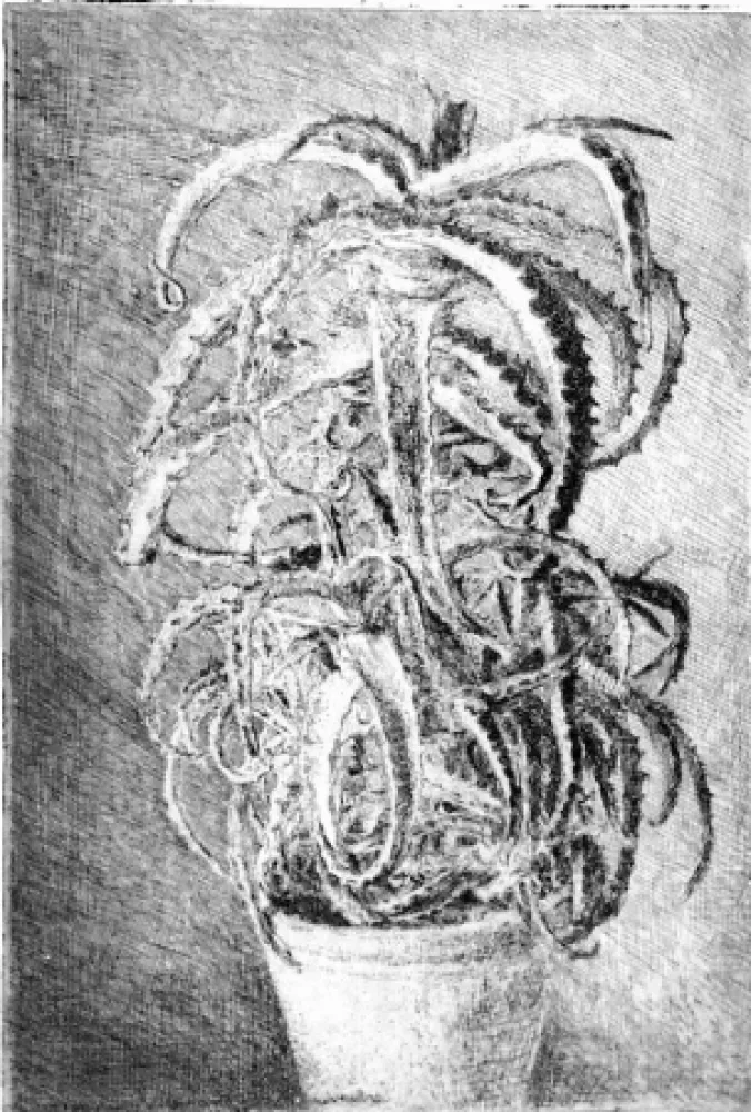 Ets Barbisan - Pianta grassa