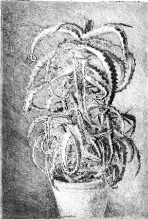 Ets Barbisan - Pianta grassa