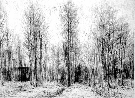 Ets Barbisan - Pioppi