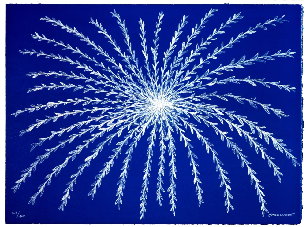 Lithografie Baudelocque - Etoile végétale