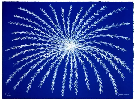 Lithografie Baudelocque - Etoile végétale