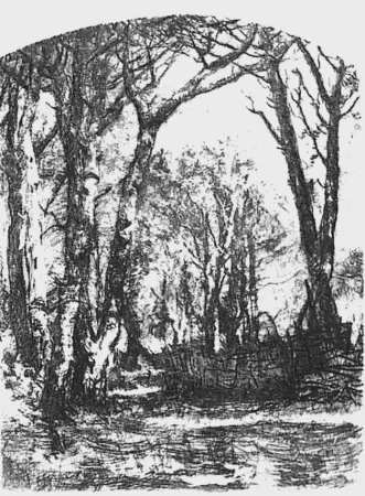 Ets Bianchi - Il bosco