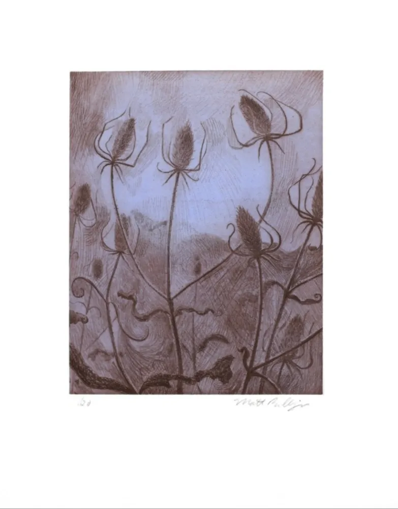 Gravure Bollinger - Spider's Teasel