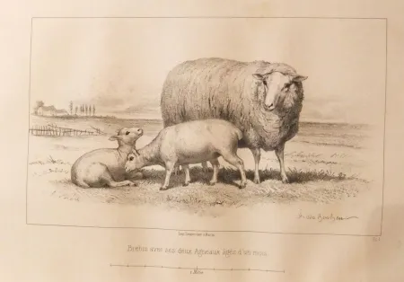 Geïllustreerd Boek Bonheur - Considérations sur les bêtes à laine au milieu de XIXe siècle, et notice sur la race de la charmoise