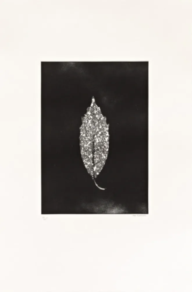 Ets Couturier - Aucuba