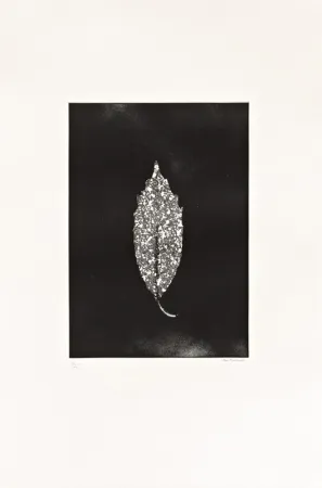 Ets Couturier - Aucuba