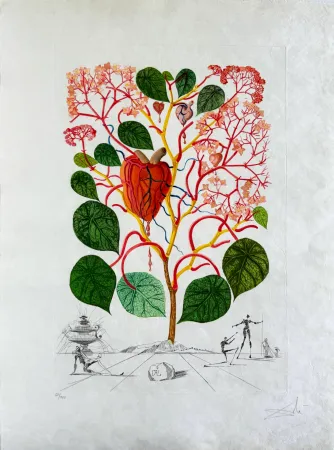 Droge Naald Dali - Begonia (Anacardium recordans)