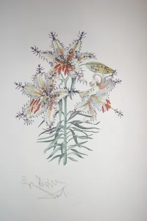 Lithografie Dali - Erotic Lily (surrealistic flowers)