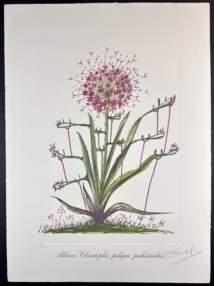 Gravure Dali - Florals Desert Cactus