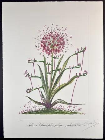 Gravure Dali - Florals Desert Cactus