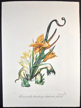 Gravure Dali - Florals Elephant Lily