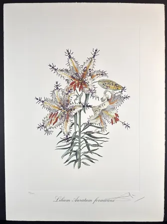 Gravure Dali - Florals Erotic Lily