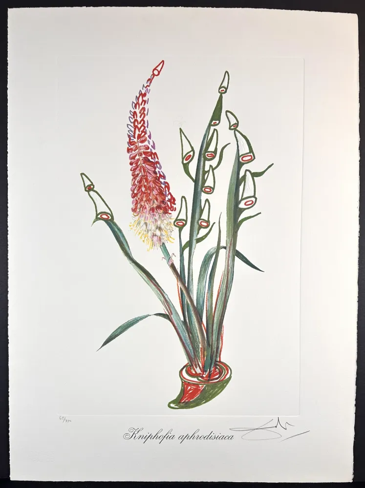 Gravure Dali - Florals Rhinoceros Stock