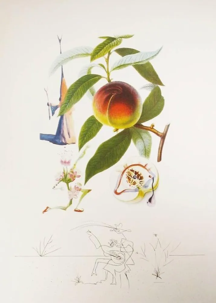 Gravure Dali - Flordali - Pêcher Pénitent