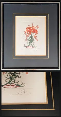 Gravure Dali - Hand-Signed Engraving-Tiger Lilies / Lilium Aurancacium et labra barocantia, 1972 - Hand-signed by Dali lower right, 1972