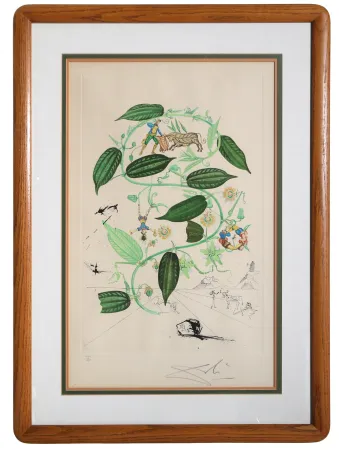 Gravure Dali - Passiflora Laurigera
