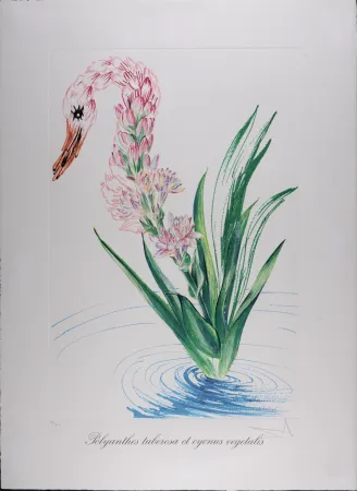Heliogravure Dali - Polyanthes tyberosa et cygnus vegetalis