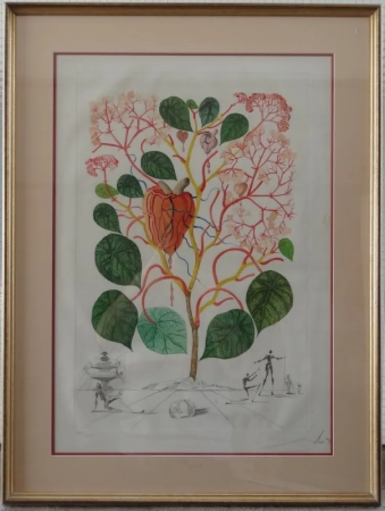 Gravure Dali - The Begonia - Anarcadium recordans
