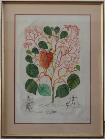 Gravure Dali - The Begonia - Anarcadium recordans