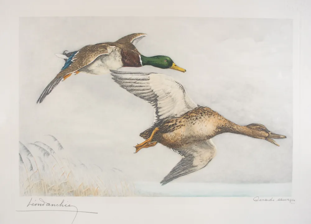 Ets Danchin - 03 Canards sauvages - A couple of Mallards flying (Original)
