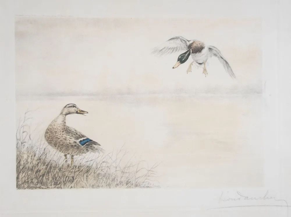 Ets Danchin - 05 Canards se posant - Two Ducks landing (Original)
