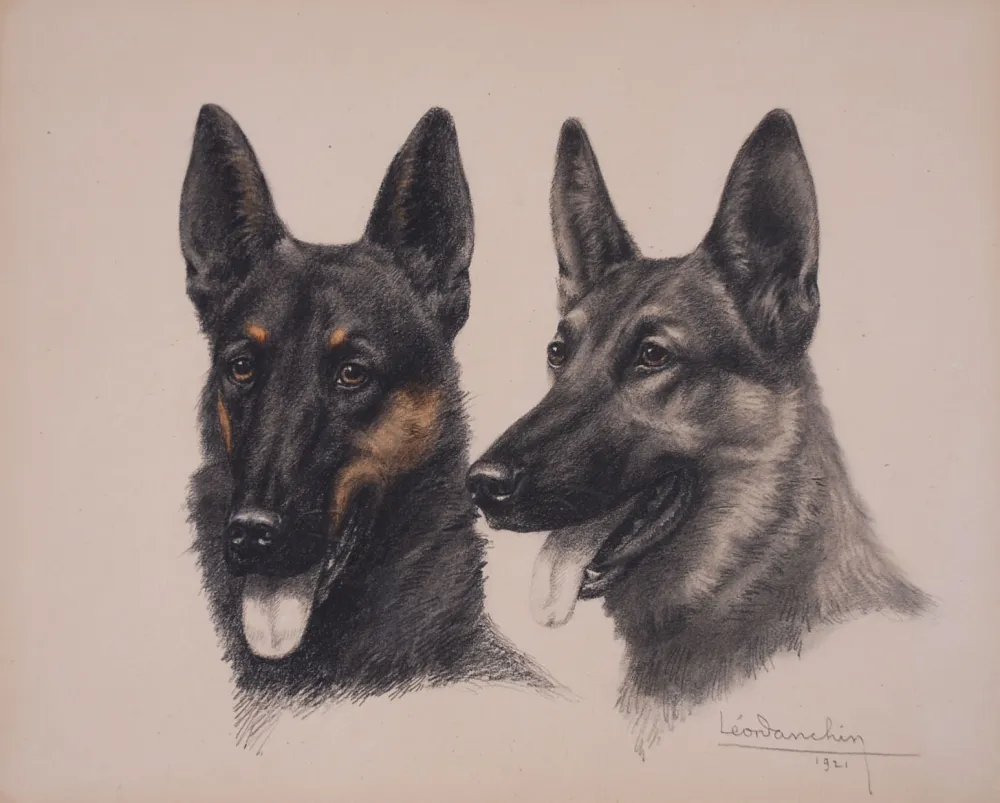 Geen Techniek Danchin - Deux têtes de Berger Belge Malinois - Two Belgian Shepherd Malinois heads