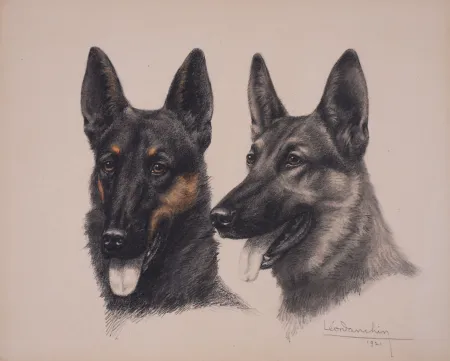 Geen Techniek Danchin - Deux têtes de Berger Belge Malinois - Two Belgian Shepherd Malinois heads