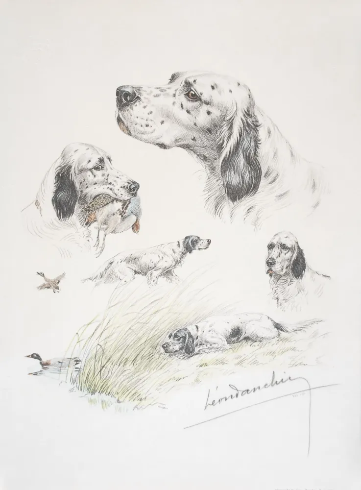 Lithografie Danchin - English Setter study - Etudes de Setter Anglais