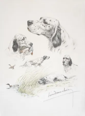 Lithografie Danchin - English Setter study - Etudes de Setter Anglais