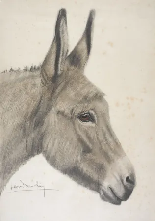 Geen Techniek Danchin - Tête de baudet