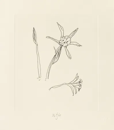 Gravure Flanagan - Ibiza meadow flower
