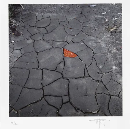 Digitale Print Goldsworthy - Red Leaves on Cracked earth
