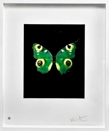 Geen Techniek Hirst -  Fate - from the Butterflies portfolio, 2009 