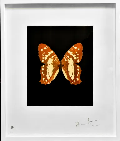 Ets En Aquatint Hirst - Regeneration - from the Butterflies portfolio, 2009 