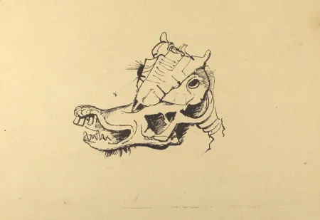 Lithografie Hofer - Pferdeschädel / Horse Skull
