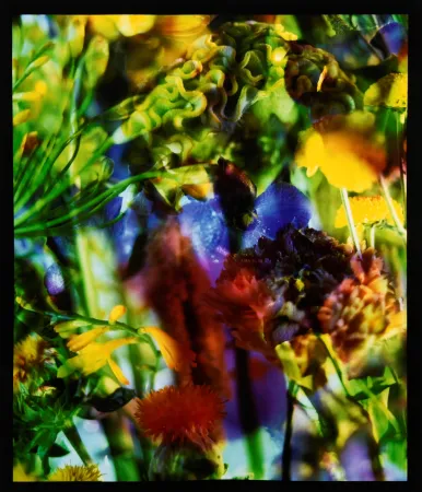 Fotografie Lafontaine - Paradise Lost II