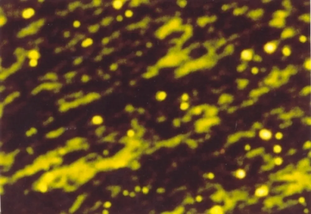 Geïllustreerd Boek Luscher - Il sole in abisso