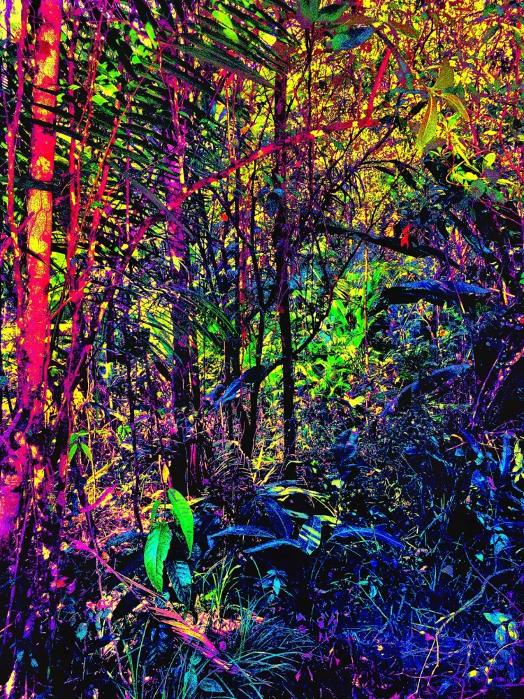 Geen Techniek Pellarose - Amazonia