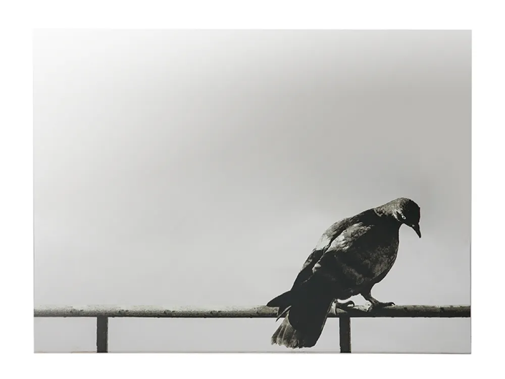 Zeefdruk Pistoletto - La Colomba